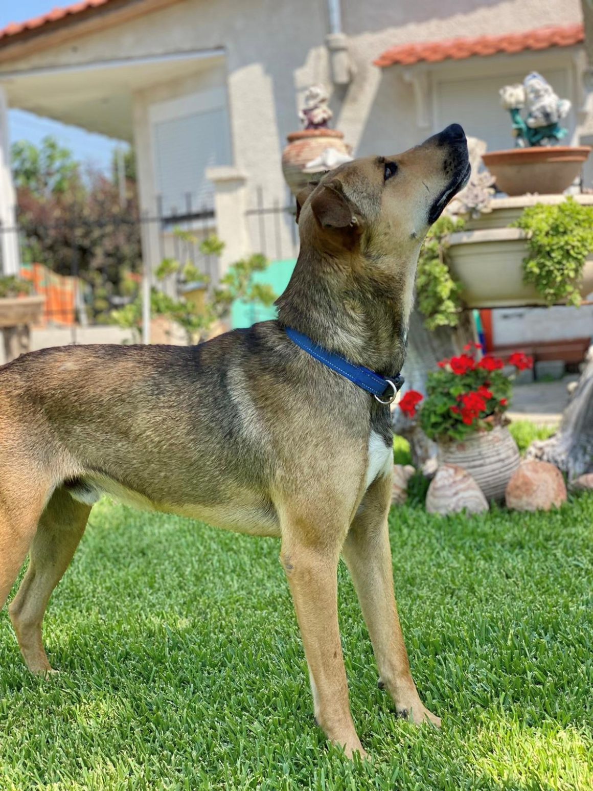 Rex