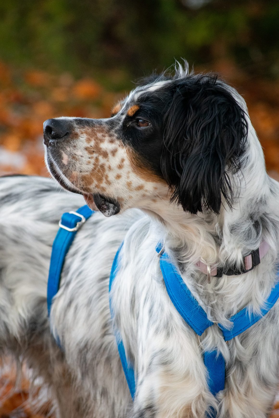 IMG-20251130-WA0041 Harry