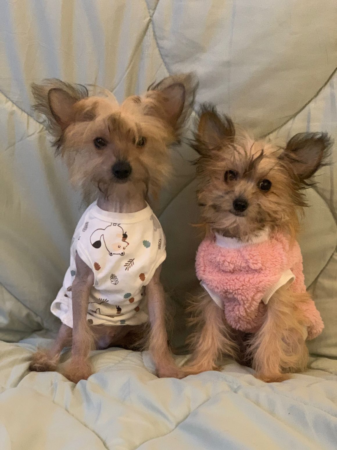 IMG-20260124-WA0062 Willi – reserviert