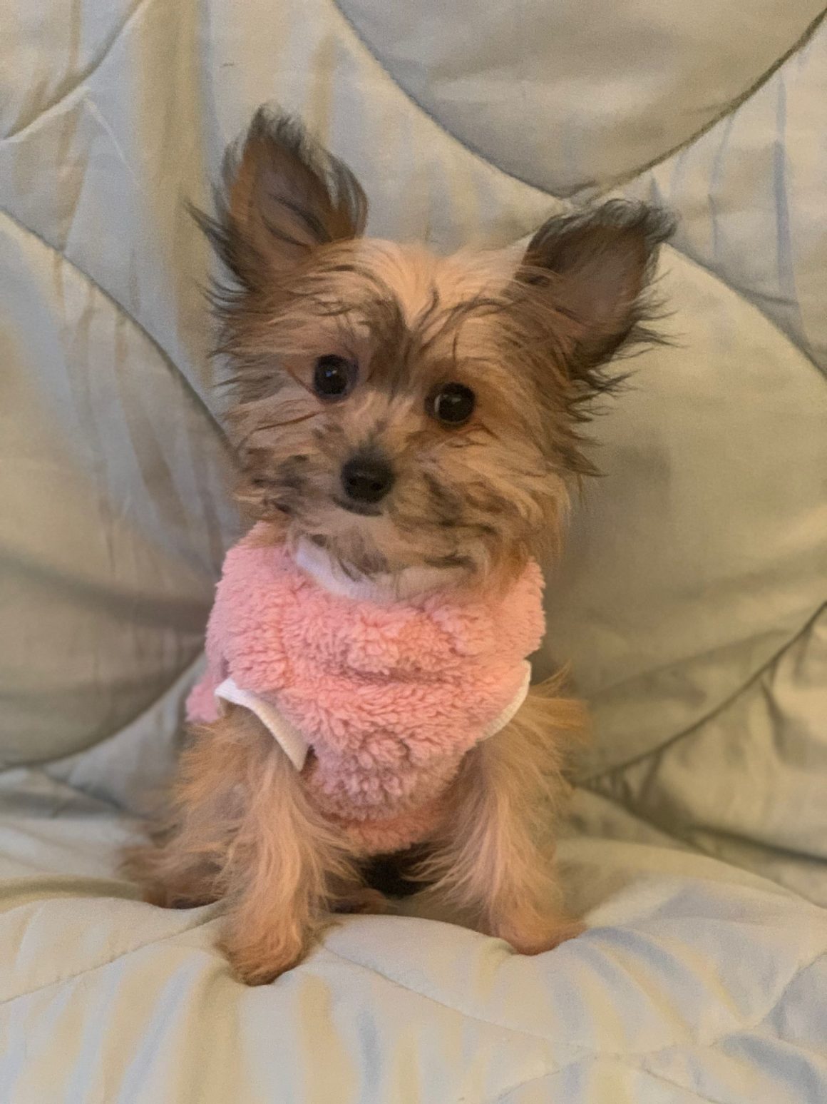 IMG-20260124-WA0070 Millie – reserviert