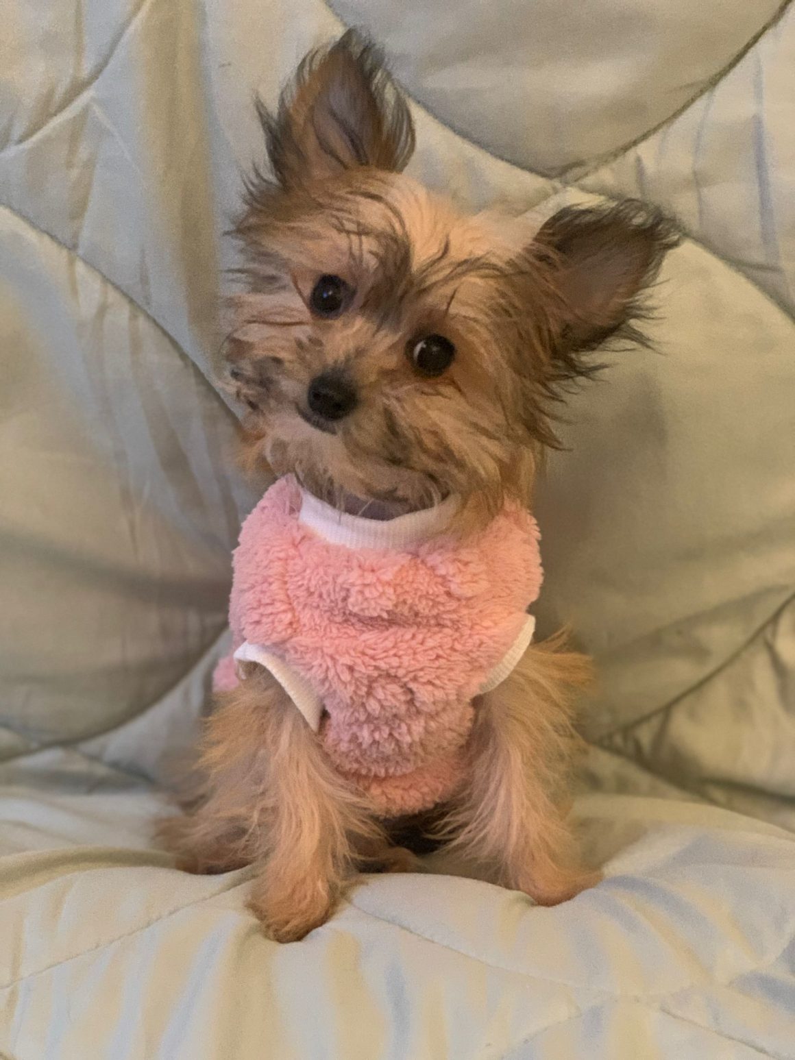 IMG-20260124-WA0072 Millie – reserviert