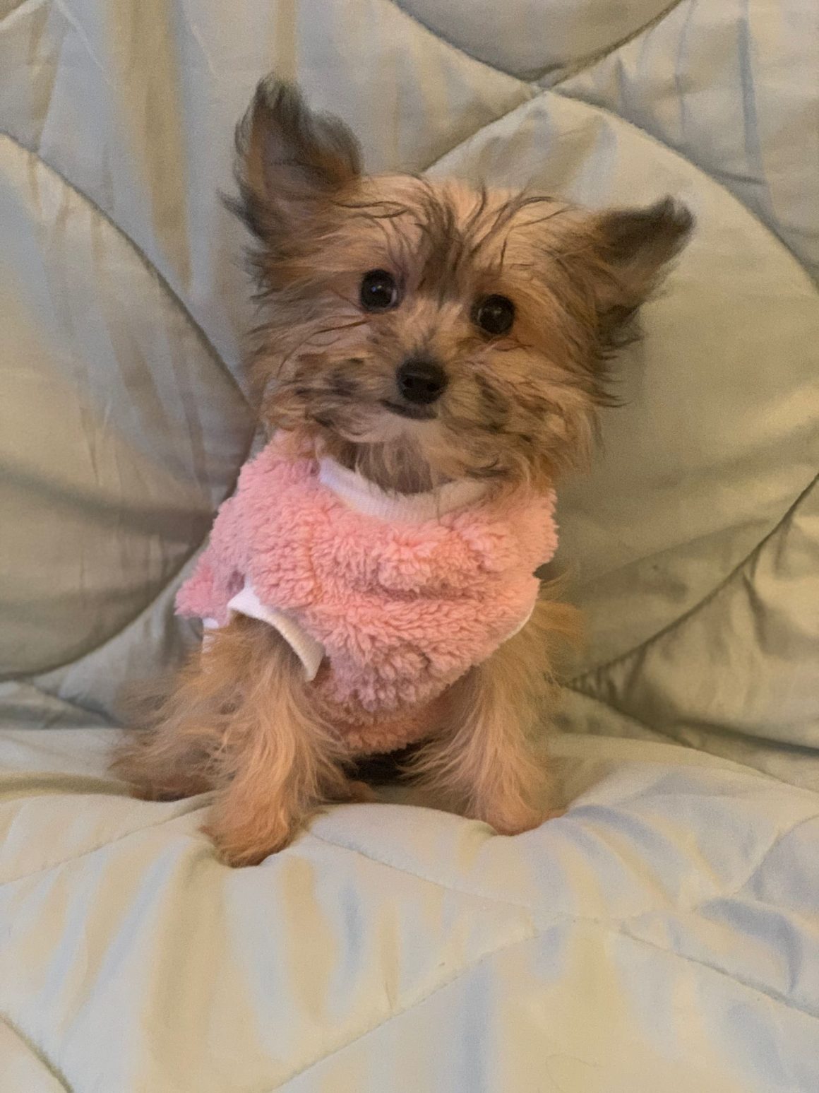 IMG-20260124-WA0073 Millie – reserviert