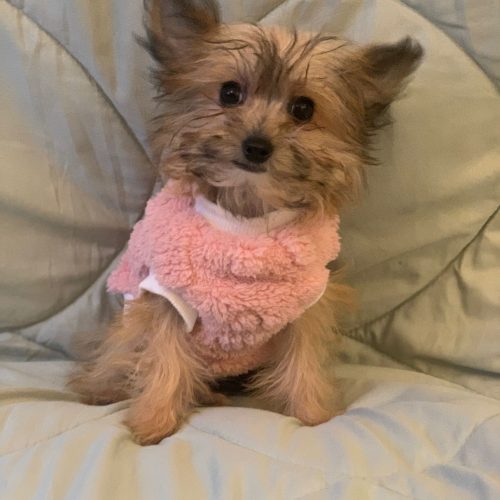 Millie – reserviert