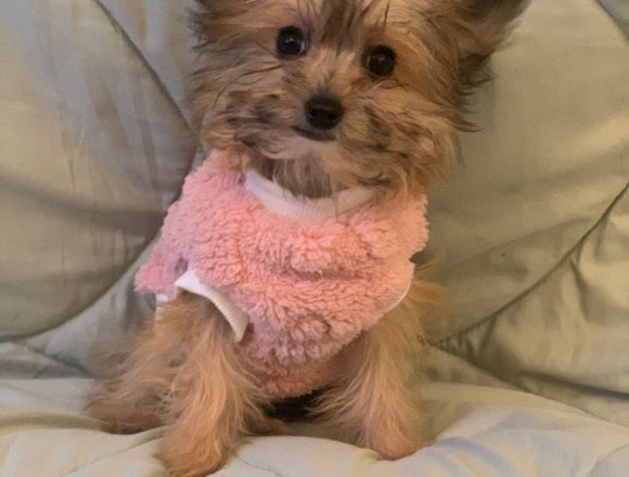 Millie – reserviert