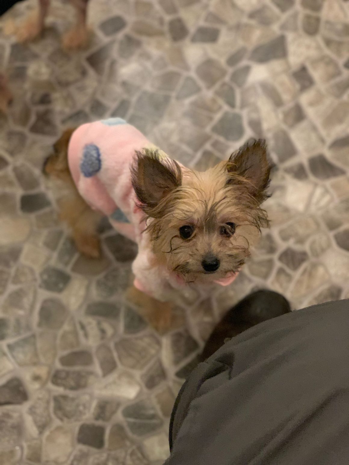 IMG-20260124-WA0075 Millie – reserviert