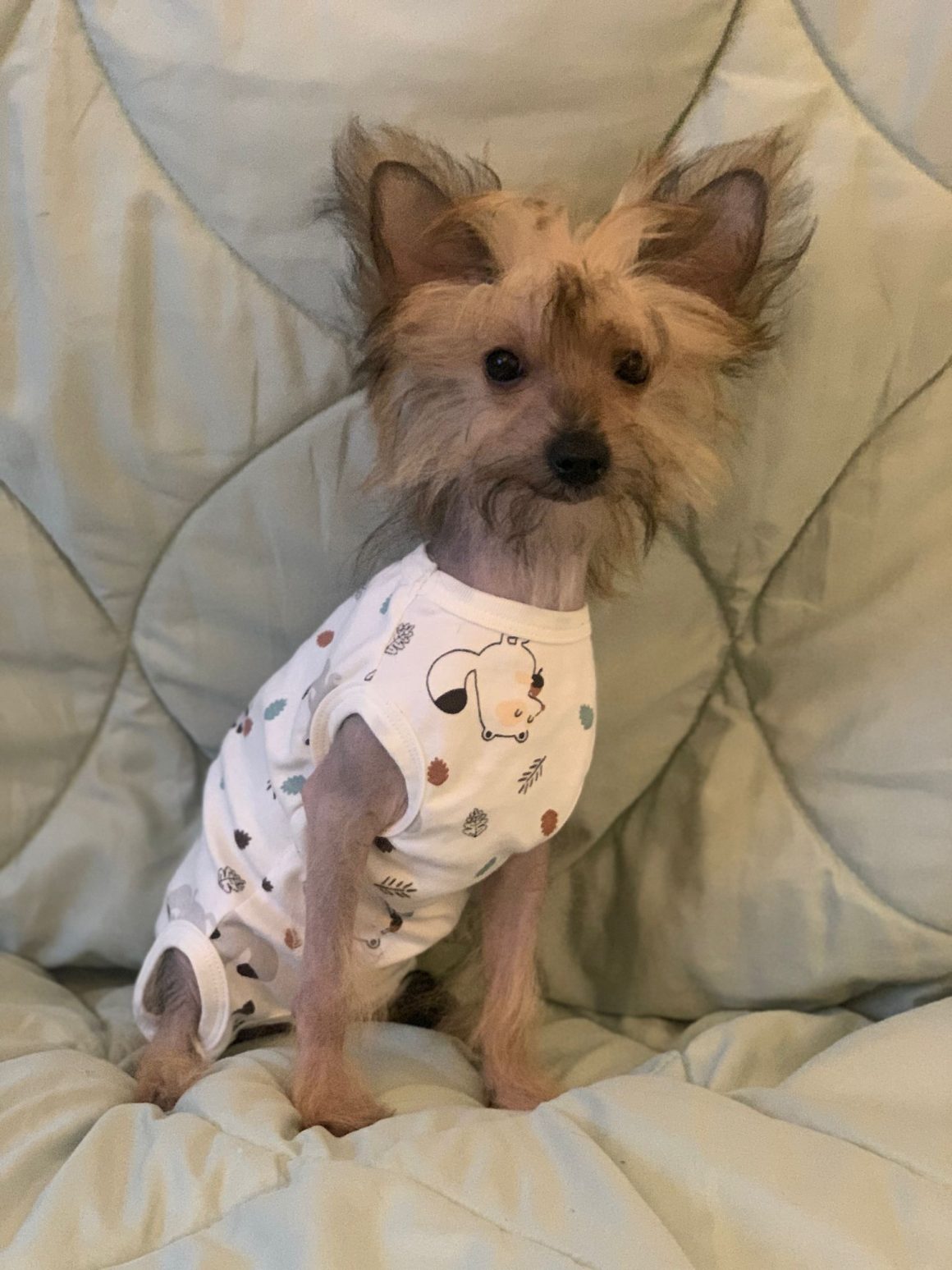 IMG-20260124-WA0076 Willi – reserviert