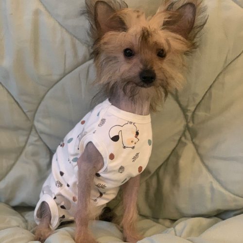 Willi – reserviert