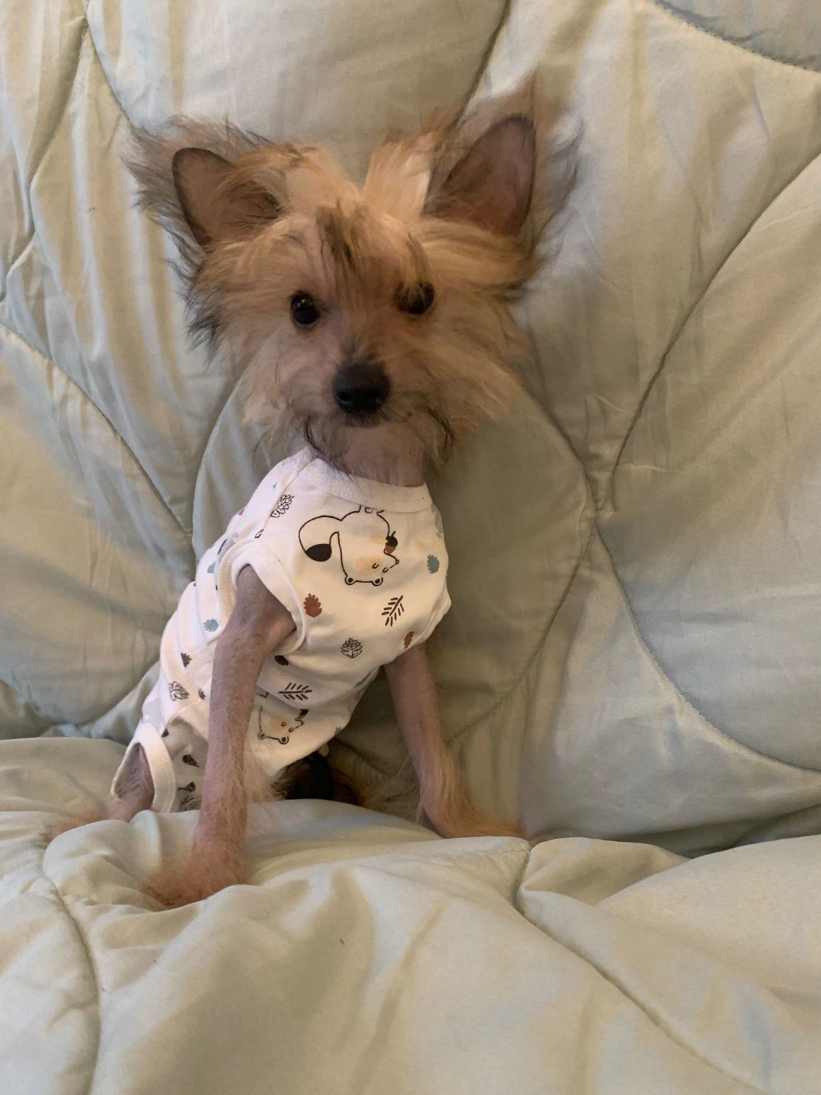 IMG-20260124-WA0078 Willi – reserviert