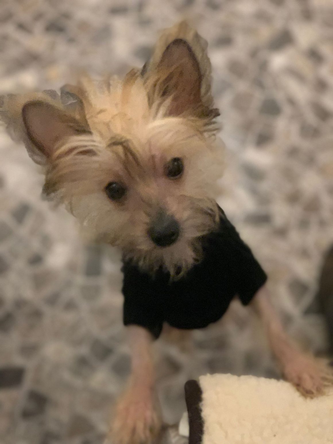 IMG-20260124-WA0083 Willi – reserviert