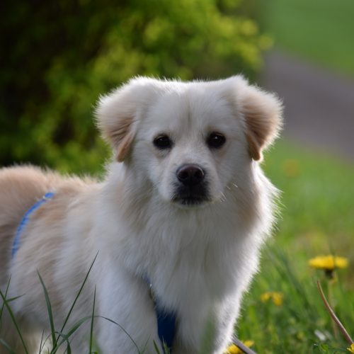Milo