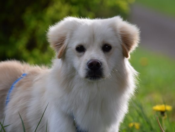 Milo